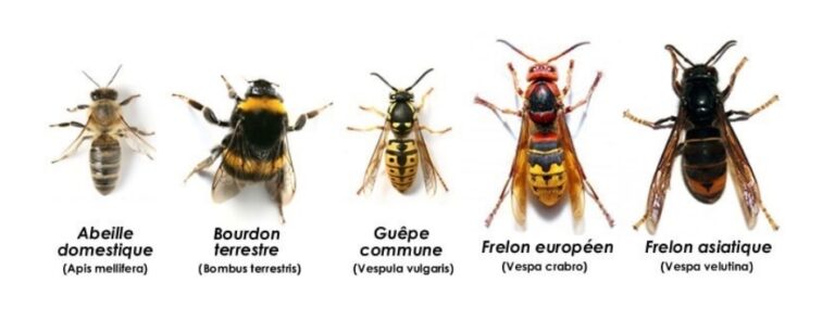 Lire la suite à propos de l’article Le frelon asiatique